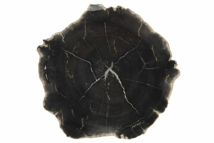 Triassic Petrified Wood (Conifer) Round - Utah #236554